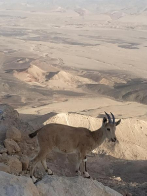 Desert Peace, Mitzpe Ramon